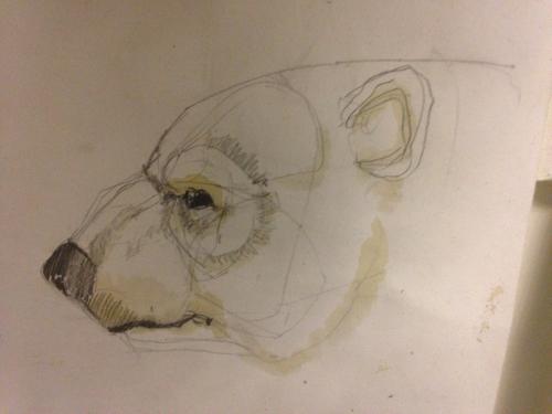 A pencil drawing of a polar bear's head. 